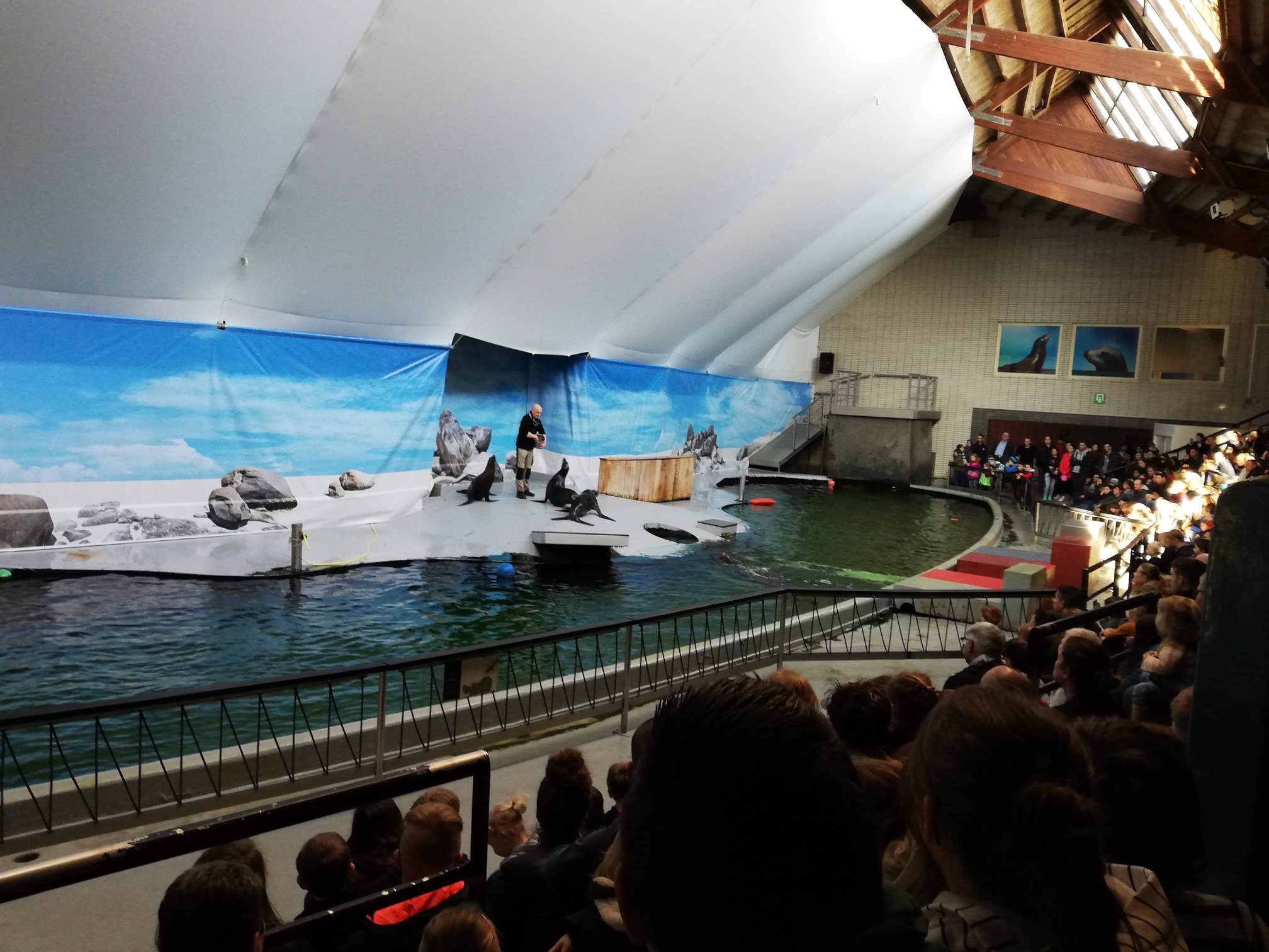 Sint-Martinus den XIIde - Zoo Antwerpen Kapoenen